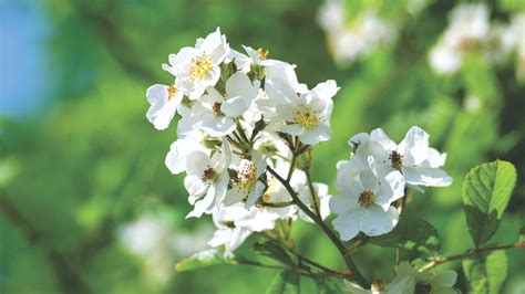 有桃花意思|桃花运（汉语名词）